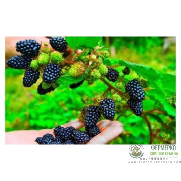 Къпина (едра) без бодли