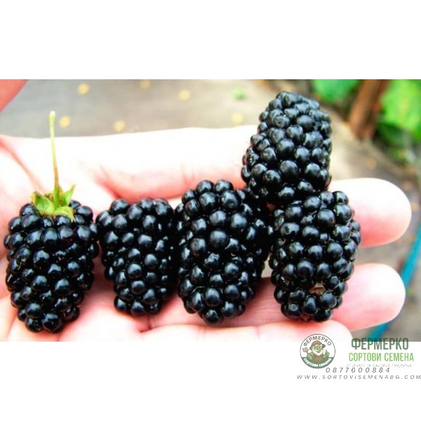 Къпина (едра) без бодли