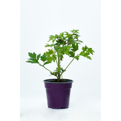 Къпина Rubus Fruticosus Thornless Evergreen (Oregon) - вечнозелена