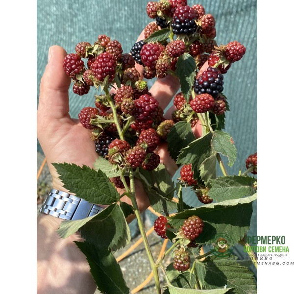 Къпина Rubus Fruticosus Thornless Evergreen (Oregon) - вечнозелена