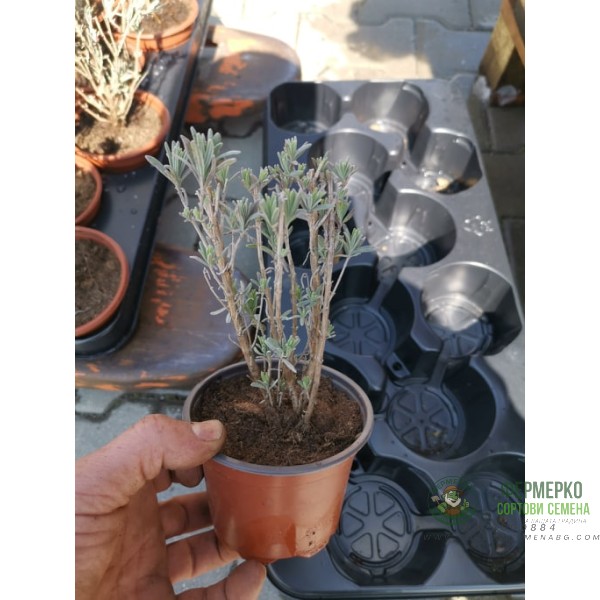 Лавандула Сорт СЕВТОПОЛИС