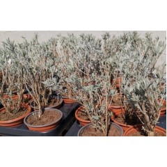 Лавандула Сорт СЕВТОПОЛИС