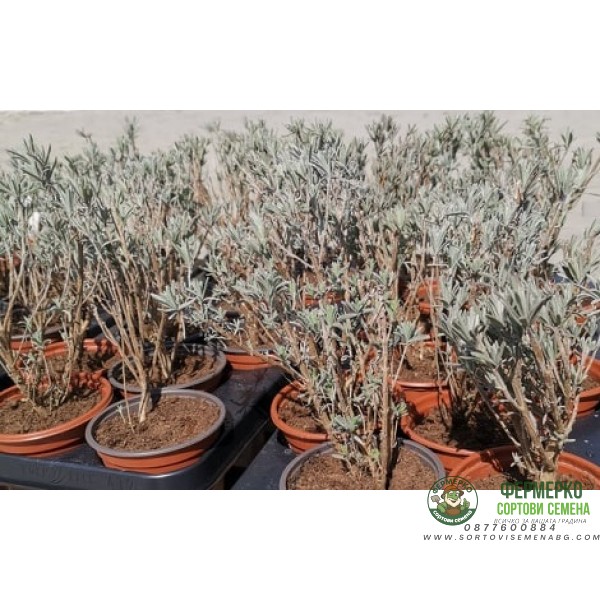 Лавандула Сорт СЕВТОПОЛИС