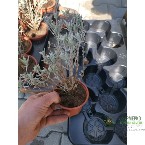 Лавандула Сорт СЕВТОПОЛИС