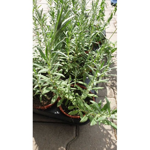 Разсад Лавандула / Lavandula angustifolia Hidcote Blue