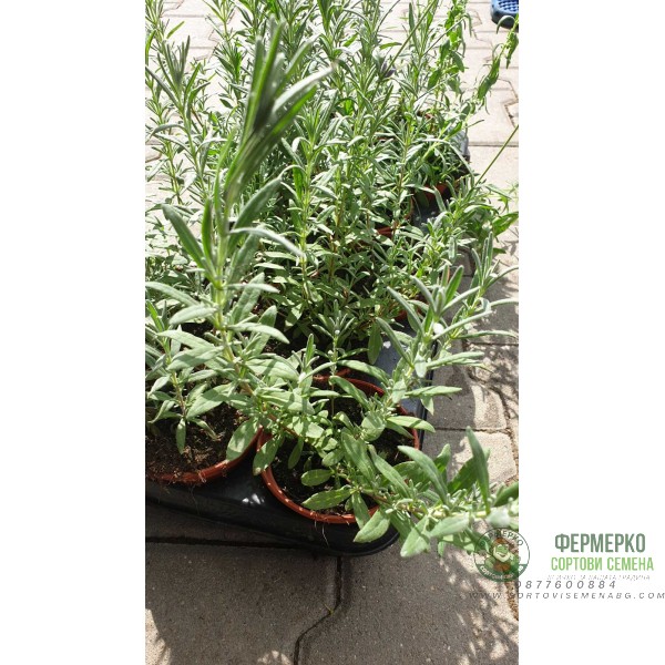 Разсад Лавандула (пред цъфтеж) Lavandula angustifolia Hidcote Blue