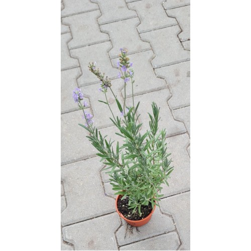 Разсад Лавандула / Lavandula angustifolia Hidcote Blue