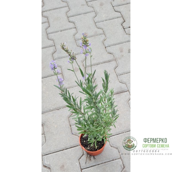 Разсад Лавандула (пред цъфтеж) Lavandula angustifolia Hidcote Blue