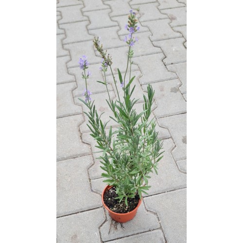 Разсад Лавандула / Lavandula angustifolia Hidcote Blue