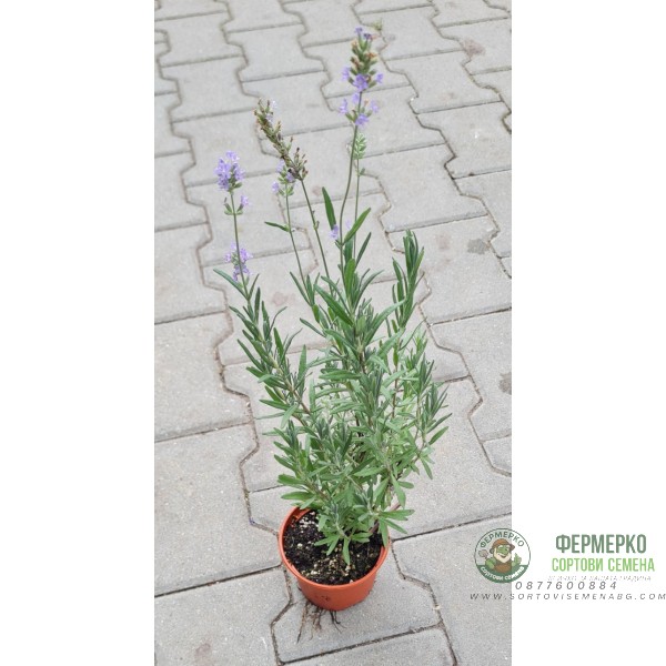 Разсад Лавандула (пред цъфтеж) Lavandula angustifolia Hidcote Blue