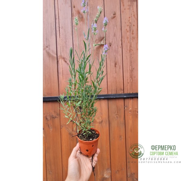 Разсад Лавандула (пред цъфтеж) Lavandula angustifolia Hidcote Blue