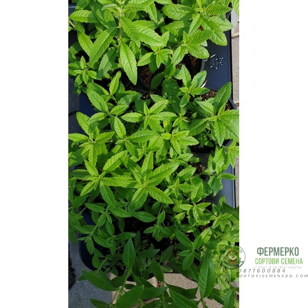 Разсад Лимонова върбинка (Алойзия) Aloysia citriodora