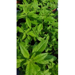 Разсад Лимонова върбинка (Алойзия) Aloysia citriodora