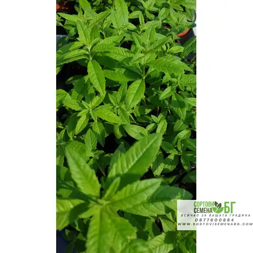 Разсад Лимонова върбинка (Алойзия) / Aloysia citriodora Разсад Лимонова върбинка (Алойзия) / Aloysia citriodora