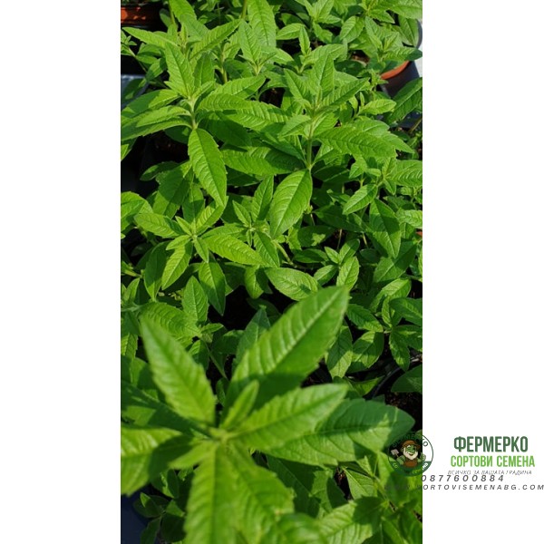 Разсад Лимонова върбинка (Алойзия) Aloysia citriodora