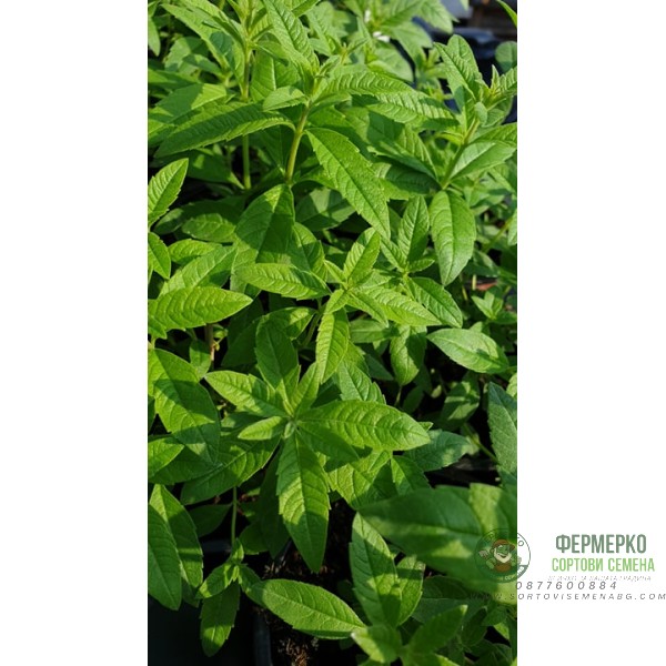 Разсад Лимонова върбинка (Алойзия) Aloysia citriodora