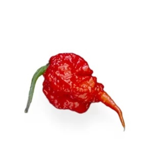 Много люти чушки в саксия (различни видове, височина 80-110 см) / Hot peppers in pot