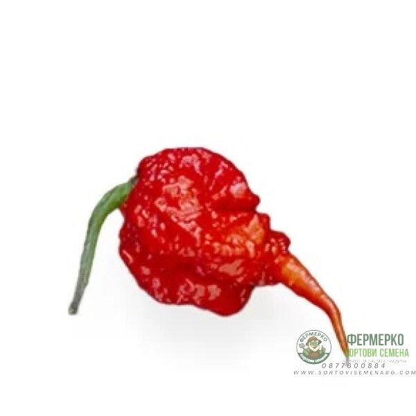 Много люти чушки в саксия (различни видове, височина 80-110 см) Hot peppers in pot