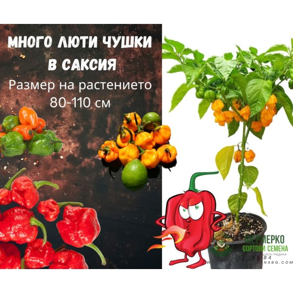 Много люти чушки в саксия (различни видове, височина 80-110 см) Hot peppers in pot