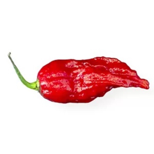 Много люти чушки в саксия (различни видове, височина 80-110 см) / Hot peppers in pot