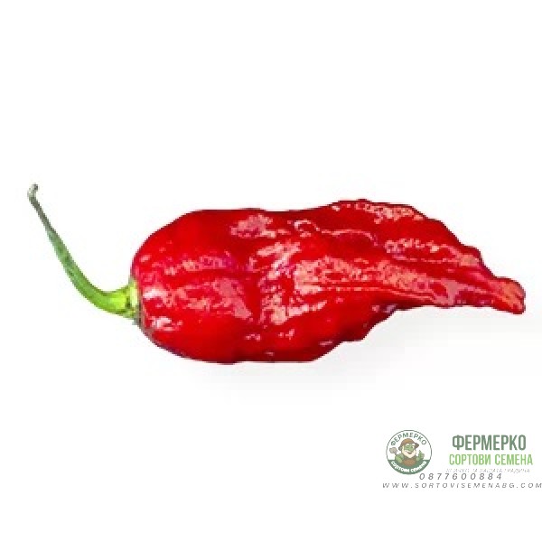 Много люти чушки в саксия (различни видове, височина 80-110 см) Hot peppers in pot