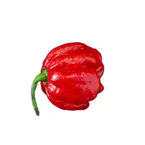 Много люти чушки в саксия (различни видове, височина 80-110 см) / Hot peppers in pot