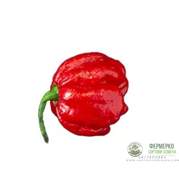 Много люти чушки в саксия (различни видове, височина 80-110 см) Hot peppers in pot