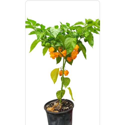 Много люти чушки в саксия (различни видове, височина 80-110 см) / Hot peppers in pot