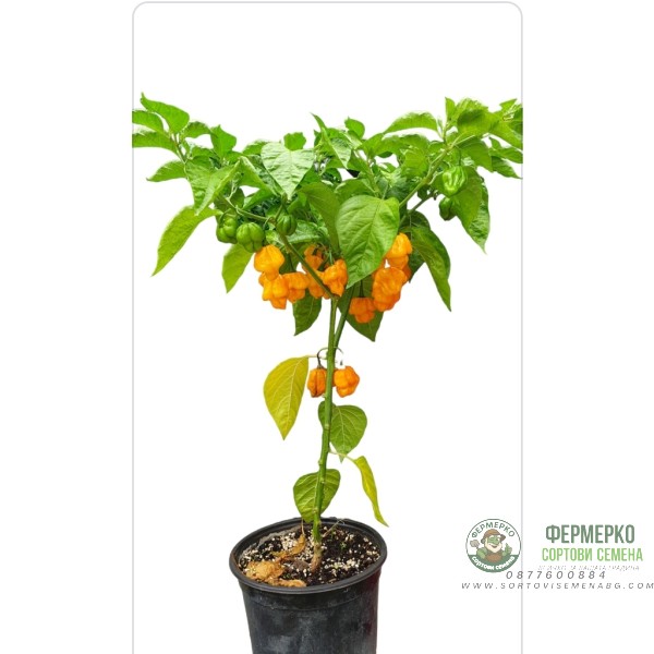 Много люти чушки в саксия (различни видове, височина 80-110 см) Hot peppers in pot