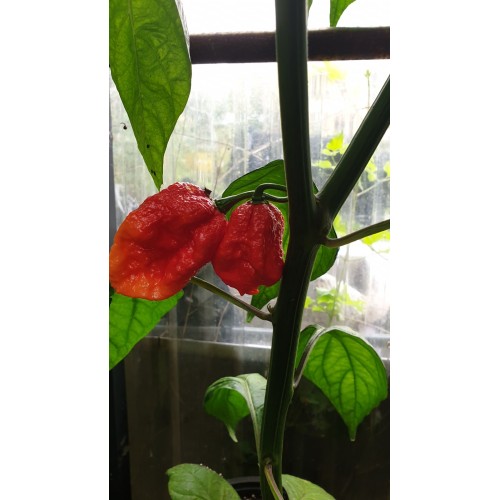 Много люти чушки в саксия (различни видове, височина 80-110 см) / Hot peppers in pot