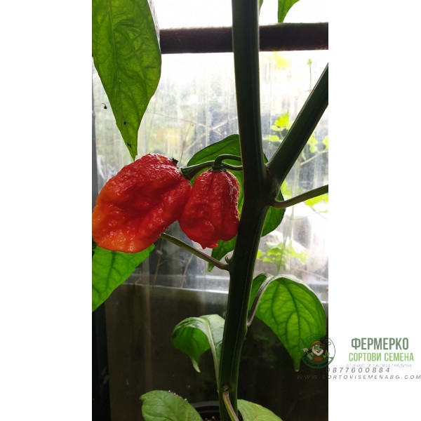 Много люти чушки в саксия (различни видове, височина 80-110 см) Hot peppers in pot