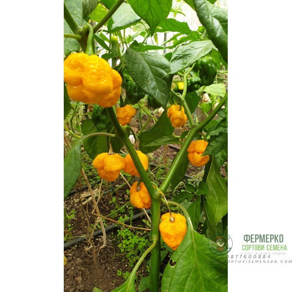 Много люти чушки в саксия (различни видове, височина 80-110 см) Hot peppers in pot