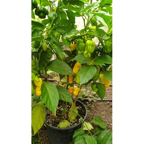 Много люти чушки в саксия (различни видове, височина 80-110 см) / Hot peppers in pot