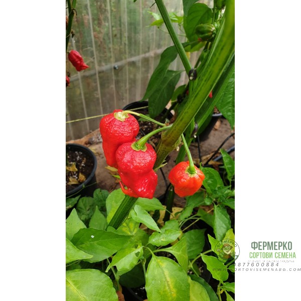 Много люти чушки в саксия (различни видове, височина 80-110 см) Hot peppers in pot