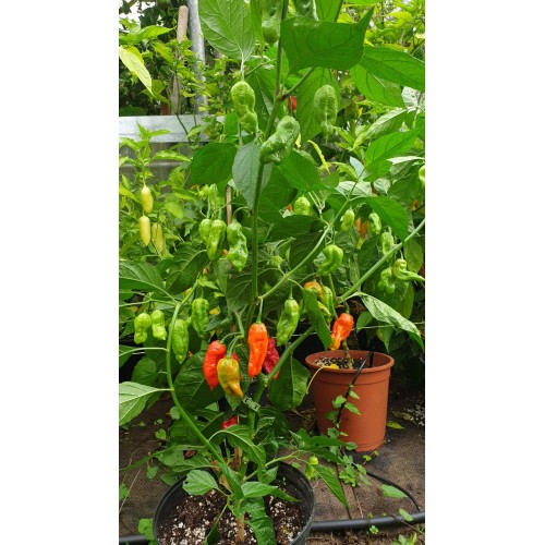 Много люти чушки в саксия (различни видове, височина 80-110 см) / Hot peppers in pot