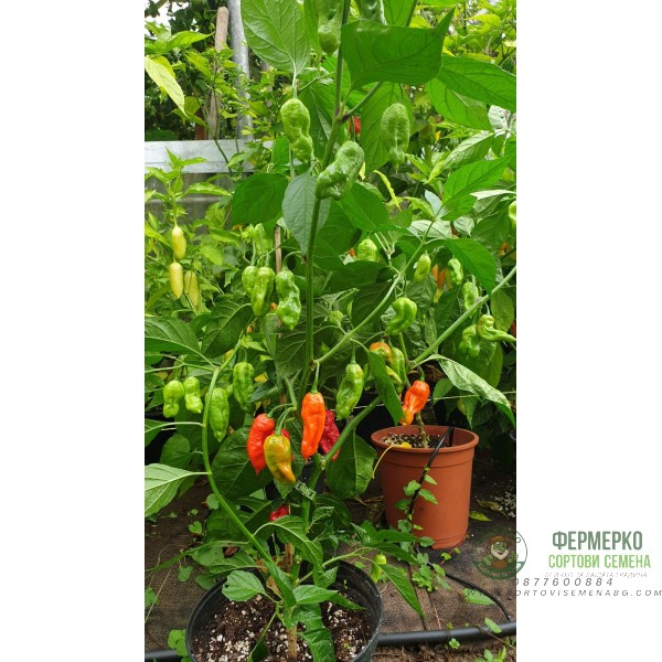 Много люти чушки в саксия (различни видове, височина 80-110 см) Hot peppers in pot