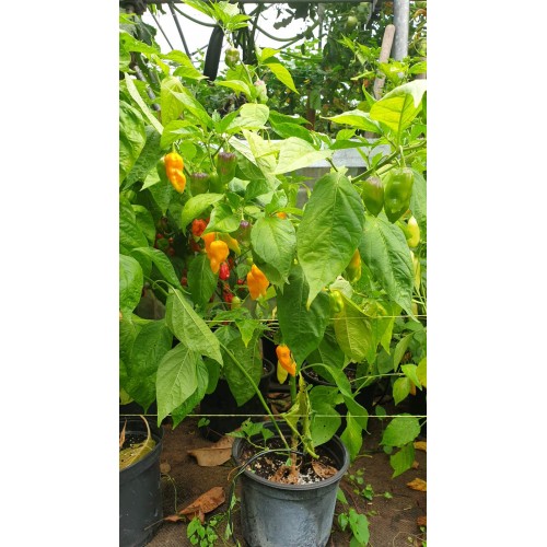Много люти чушки в саксия (различни видове, височина 80-110 см) / Hot peppers in pot