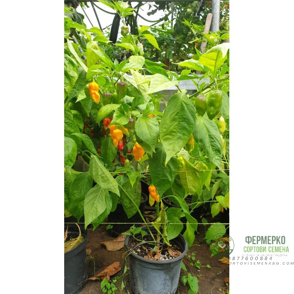 Много люти чушки в саксия (различни видове, височина 80-110 см) Hot peppers in pot