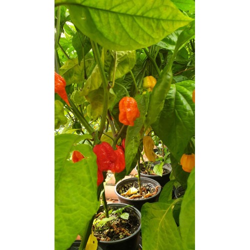 Много люти чушки в саксия (различни видове, височина 80-110 см) / Hot peppers in pot