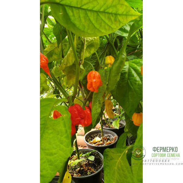 Много люти чушки в саксия (различни видове, височина 80-110 см) Hot peppers in pot