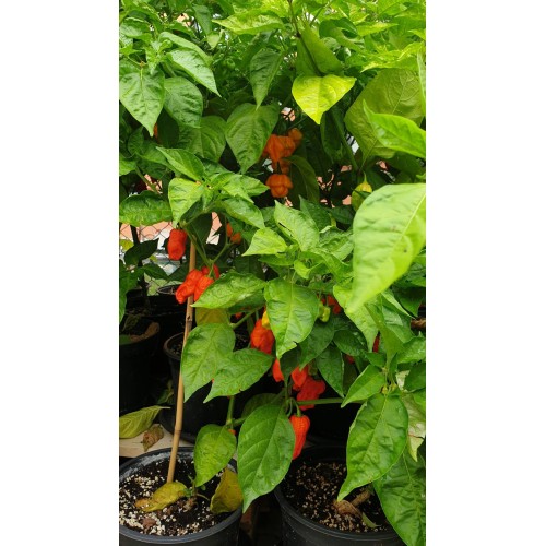 Много люти чушки в саксия (различни видове, височина 80-110 см) / Hot peppers in pot