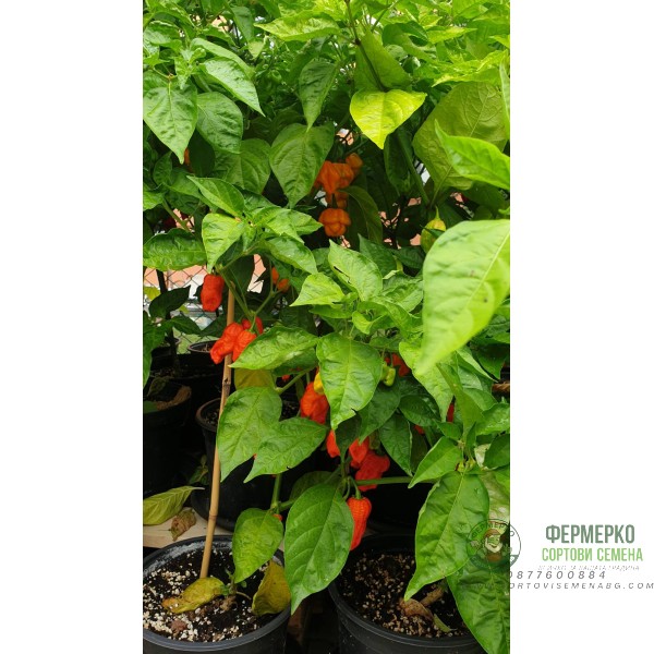 Много люти чушки в саксия (различни видове, височина 80-110 см) Hot peppers in pot