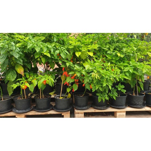 Много люти чушки в саксия (различни видове, височина 80-110 см) / Hot peppers in pot