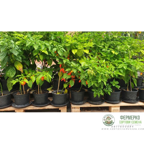 Много люти чушки в саксия (различни видове, височина 80-110 см) Hot peppers in pot