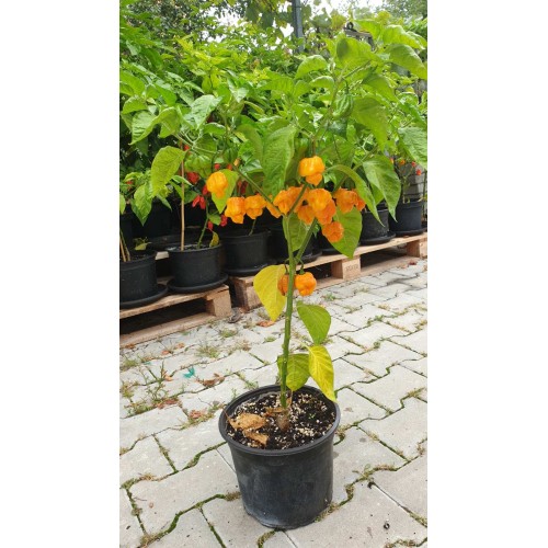 Много люти чушки в саксия (различни видове, височина 80-110 см) / Hot peppers in pot
