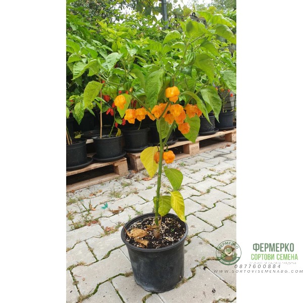 Много люти чушки в саксия (различни видове, височина 80-110 см) Hot peppers in pot