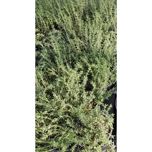 Разсад Мащерка в саксия / Thymus