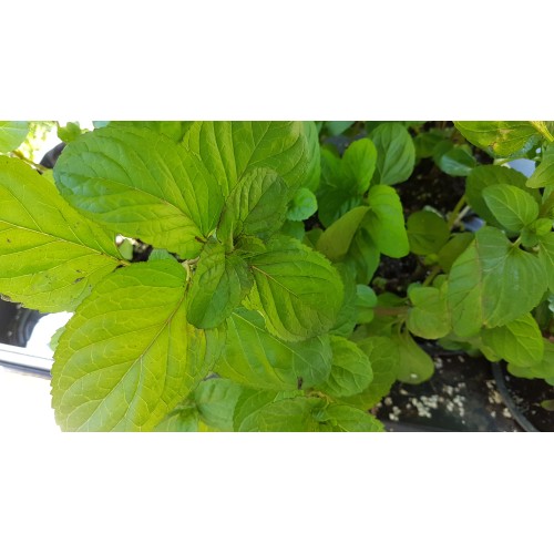 Разсад Мента с аромат на Портокал / Mentha