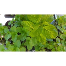 Разсад Мента с аромат на Портокал Mentha × piperita f citrata Orange