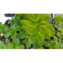 Разсад Мента с аромат на Портокал Mentha × piperita f citrata Orange